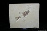 Crossed Up Knightia Fish Fossils #787-1